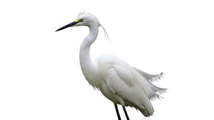 Fototapeta premium Elegant White Snowy Egret Bird with Yellow Beak isolated PNG with Transparent Background