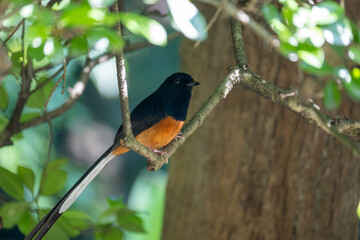 White-rumped Shama perching in natural forest habitat