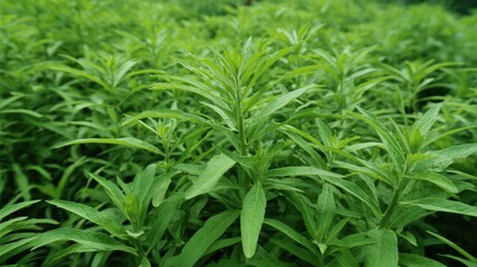 Fototapeta premium Lush green plants flourish under gentle sunlight in a tranquil garden showcasing natures beauty.