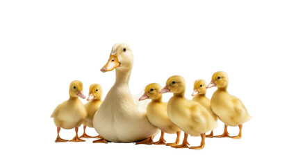 White Mother Duck and Group of Cute Yellow Ducklings isolated PNG with Transparent Background