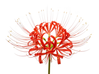 Vibrant red spider lily flower isolated on transparent background