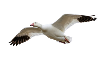 Obraz premium White Snow Goose flying with outstretched wings isolated PNG with Transparent Background