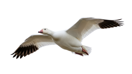 White Snow Goose flying with outstretched wings isolated PNG with Transparent Background