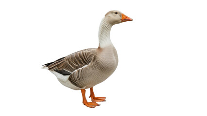 Obraz premium Light brown domestic goose with orange beak and feet standing isolated PNG with Transparent Background