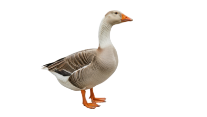Light brown domestic goose with orange beak and feet standing isolated PNG with Transparent Background