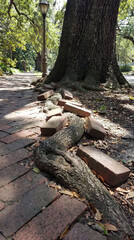 Fototapeta premium A large tree root forcefully damaging a brick sidewalk in a sunlit park pathway