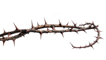 Dark, rustic thorny vine with sharp, red-tipped spikes twines against a stark black background, creating a dramatic effect