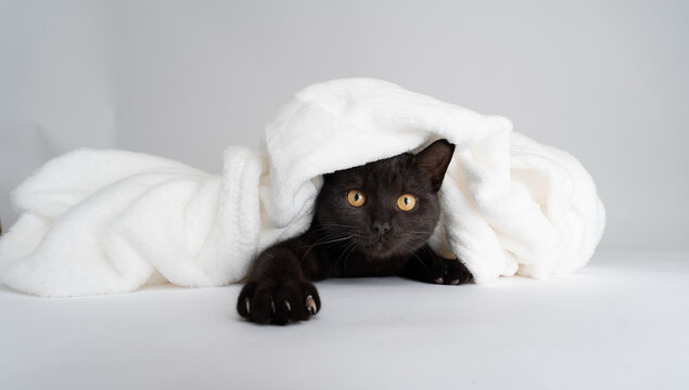 curious black cat covered with white blanket on white background