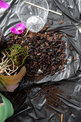 Repotting an orchid from bark substrate into nutrient-rich soil at home. A process of plant care, soil renewal, and creating conditions for healthy indoor growth.