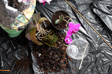 Repotting an orchid from bark substrate into nutrient-rich soil at home. A process of plant care, soil renewal, and creating conditions for healthy indoor growth.