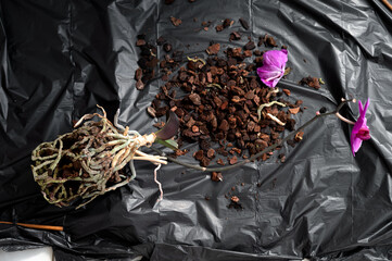 Repotting an orchid from bark substrate into nutrient-rich soil at home. A process of plant care, soil renewal, and creating conditions for healthy indoor growth.