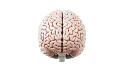 Human Brain Isolated on White Background
