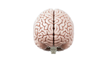 Human Brain Isolated on White Background