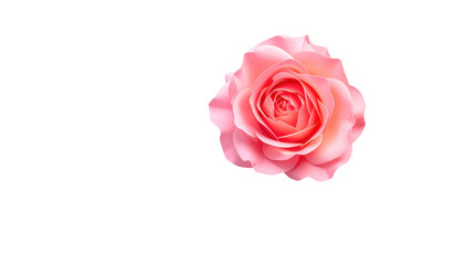 A light pink rose blossom, centered on a black background