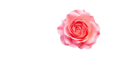 A light pink rose blossom, centered on a black background