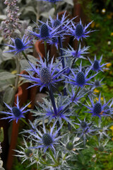 Flat-leafed Hollyhock in the garden in summer