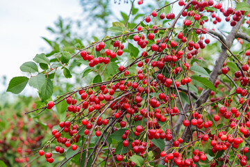 Fresh cherries hanging on a tree in orchard garden
