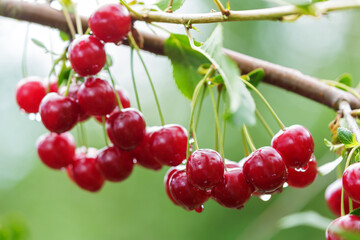 Fresh cherries hanging on a tree in orchard garden