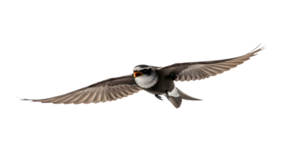 House Martin bird in full flight with outstretched wings isolated PNG with Transparent Background
