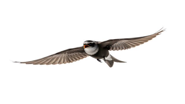 House Martin bird in full flight with outstretched wings isolated PNG with Transparent Background