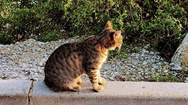 Un chat des rues se pr&eacute;lasse au soleil de l'apr&egrave;s-midi au bord de la route. On peut deviner la mer derri&egrave;re les buissons.