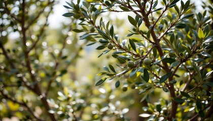 Closeup of Green Leaves and Branches with Sunlight Glinting Through in a Natural Landscape