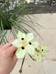 woman holding a flower