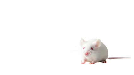 Small white albino laboratory mouse with red eyes isolated PNG with Transparent Background