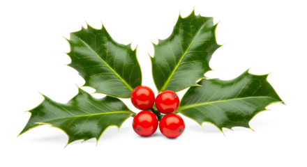 A sprig of holly with red berries and green leaves on a white background.