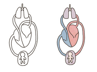 肺循環と体循環の仕組み図解イラスト（線画・カラーセット）