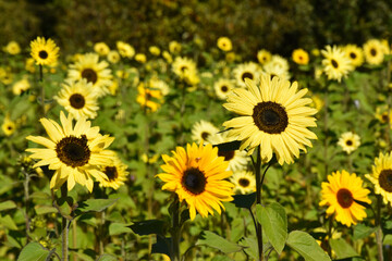 Obraz premium A sunflower field in summer, Sainte-Apolline, Québec, Canada