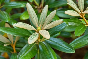 Obraz premium Plant list 2025 - Rhododendron (Edelweiss)