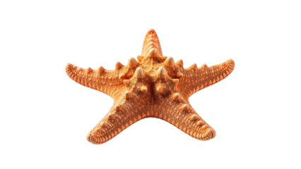 Small Dried Brown Orange Starfish Isolated Marine Object isolated PNG with Transparent Background