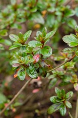 Plant list 2025 - Rhododendron x obtusum