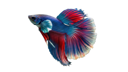 Vibrant Blue and Red Betta Fish Swimming with Flowing Fins isolated PNG with Transparent Background