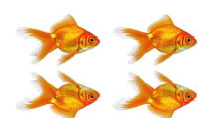 Four Identical Orange Goldfish isolated PNG with Transparent Background