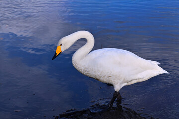冬の使者 白鳥の来る街　仙台
