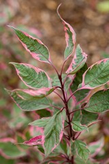 Plant list 2025 - Cornus alba (Miracle)