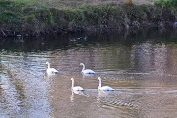冬の使者 白鳥の来る街　仙台
