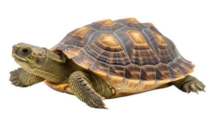 Small land tortoise with brown and tan patterned shell isolated PNG with Transparent Background