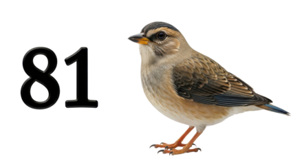 Small brown bird perched next to large black number 81 isolated PNG with Transparent Background