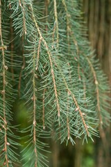 Plant list 2025 - Picea breweriana