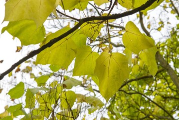 Plant list 2025 - Catalpa ovata
