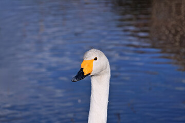 Obraz premium 冬の使者 白鳥の来る街 仙台 