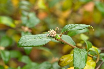Plant list 2025 - Viburnum burkwoodii, Conoy (Kalina Burkwoodova)