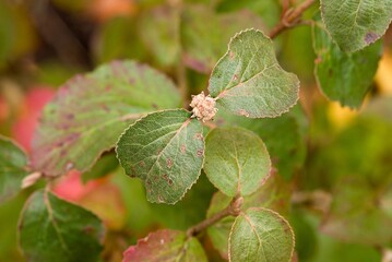 Plant list 2025 - Viburnum carlesii (Aurora)