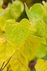 Plant list 2025 - Cercis canadensis