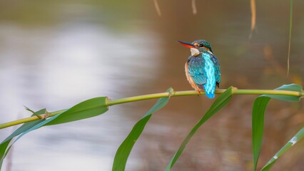 kingfisher perched on a branch
