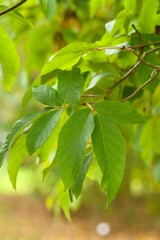 Plant list 2025 - Acer nikoense