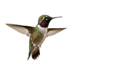 Male Black-chinned Hummingbird in flight with wings spread isolated PNG with Transparent Background